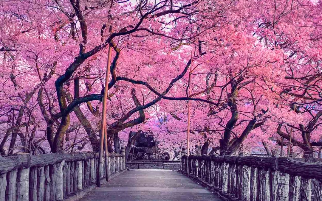 Sakura, il simbolo della cultura giapponese
