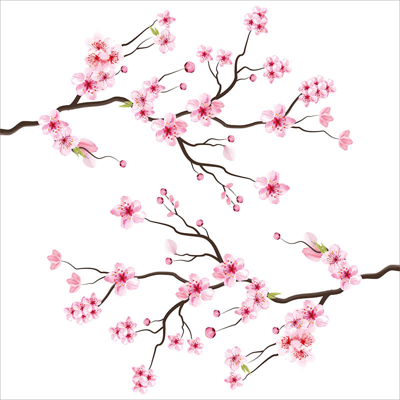 Disegno di fiori di ciliegio
