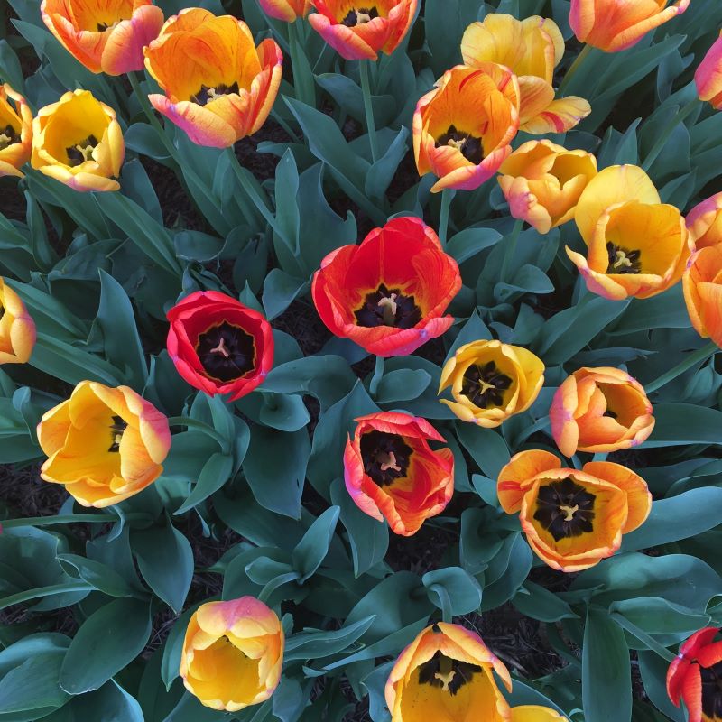 immagine-tulipani-donna-menopausa